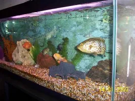 my tank of trouble :)