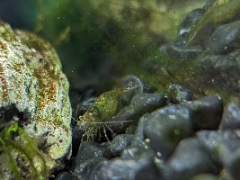 Black shrimp, how on earth????