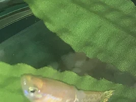 Injured male guppy.