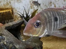 Geo Tapajos with cloudy pupils in eye