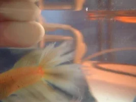 Are Yellow Bettas Common?