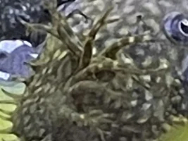 What is this on my BN Pleco?