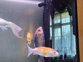 Red spots on fish? Help!!!