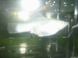 My Pregnant Mollies Is Not Moving Alot