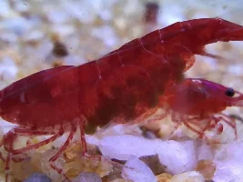 Help Identifying Shrimp Specie