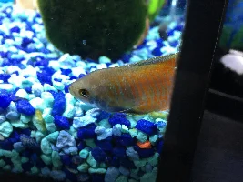 Dwarf Gourami Sick - Please Help