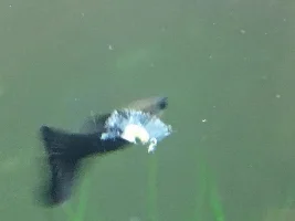Anyone Know What This Is?!