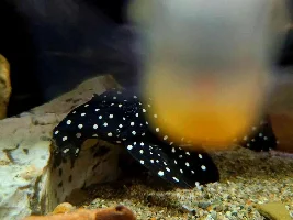Personable fish, and those not personable