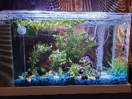 hello fellow fish lovers