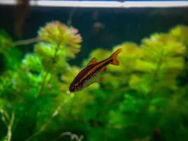 Rasbora Sarawakensis Mealtime (video)