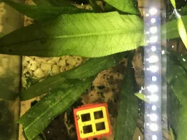 Amazon sword semi transparent leaves.  Will recover?