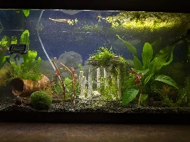 Timeline of a 58L tank over the past month