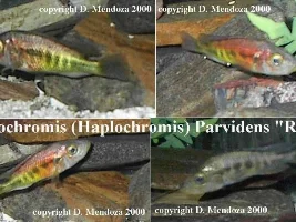 Pictures of Fish & Set Ups  ( a few )