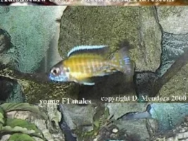 Pictures of Fish & Set Ups  ( a few )