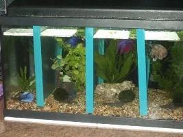 2 New Boys From Dpfishways