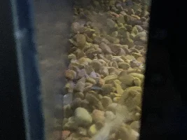 Cobra Guppy Dying
