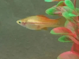 Two Swordtail Pregnancies