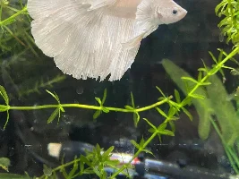 Show me your Fish!