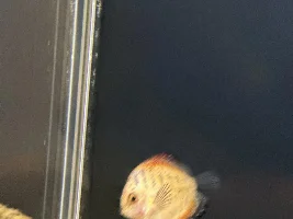 Angelfish issue in my Community Tank