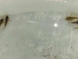 So Many Babies