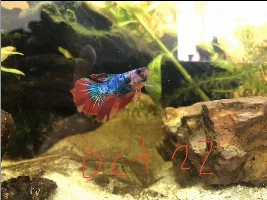 Betta fish fin rot?