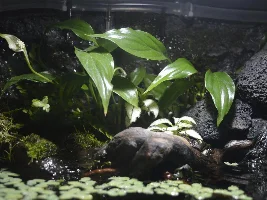 60L Paludarium
