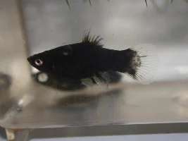 Black platies