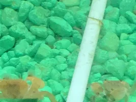 Can aquarium critters actually be “playful”???