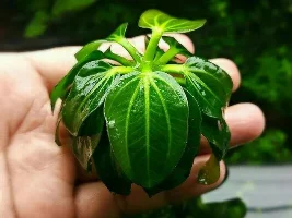 unusual plants you have or are growing in your aquarium...