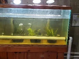 Window Well Aquarium