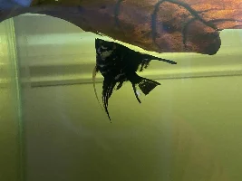 Angelfish not eating for a week!!!- any help would be appreciated