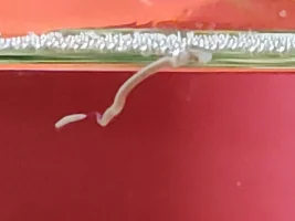 What is this?