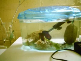 My betta breeding tank