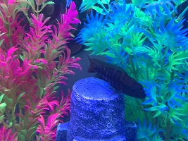 Is this a peacock cichlid? Male or female fish?