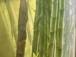 Suspended, emergent Lucky Bamboo, does wonderful things…