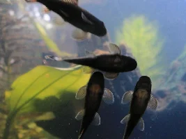 I need an algae eater