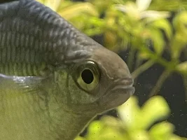 Rainbowfish Sexing