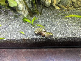 Nerite snails with damaged shell