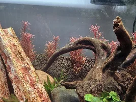 Algae Infestation on Monte Carlo Plants