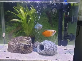 Platy spinning around