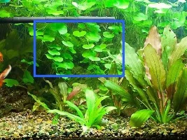 Plant ID.