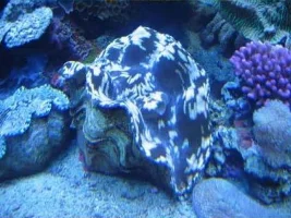 Aquarium Of The Pacific