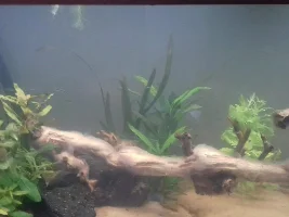 Lost some Penguin Tetras (original title 'lost some cardinal penguins')