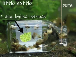 mystery snail at it again