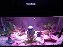 Will 2 lights make my plants grow faster?