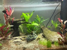 60l fish stocking?