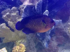 My fish have bubbles on them! HELP ASAP