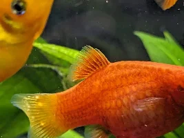 White bumps on Platy tail