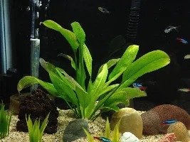 Plant With Browning Leaves