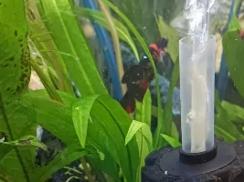 Nitrites n plants